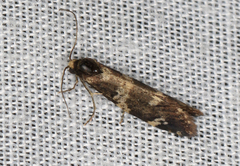 Lepidoscia tyrobathra