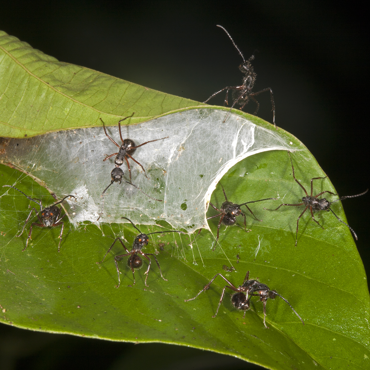 Camponotus nitidior