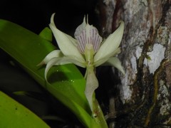 Prosthechea aemula