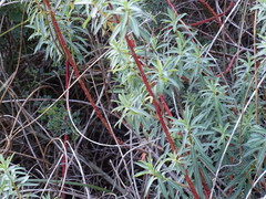 Euphorbia dendroides