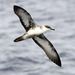 Shearwaters and Petrels - Photo (c) Patrick Coin, some rights reserved (CC BY-NC-SA)