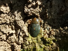 Ambrysus