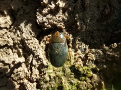 Ambrysus