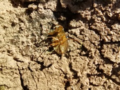 Ambrysus