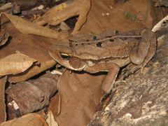Rhinella ornata × crucifer