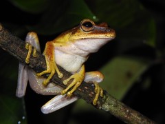 Boana multifasciata