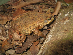 Rhinella rubescens
