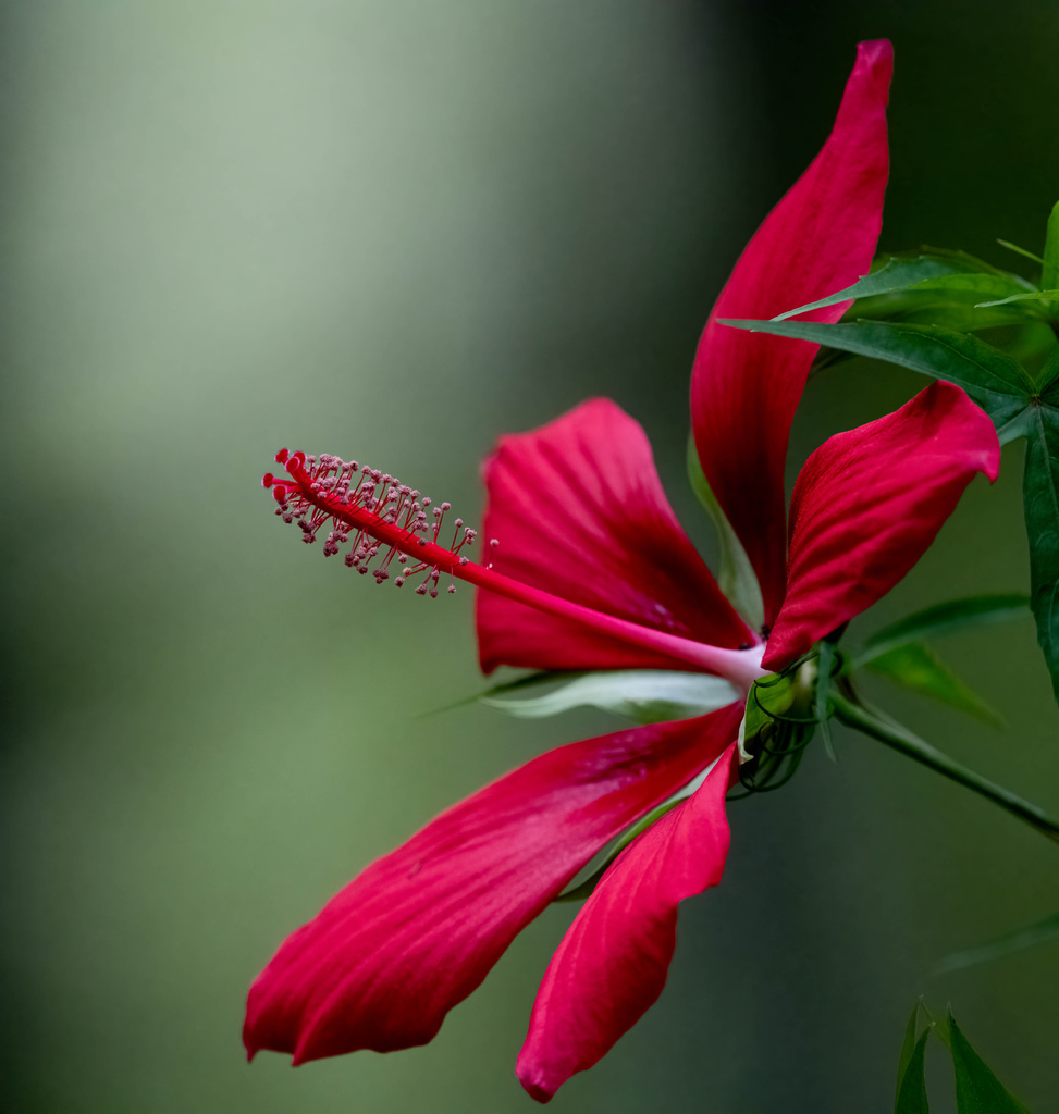 Scarlet Rosemallow