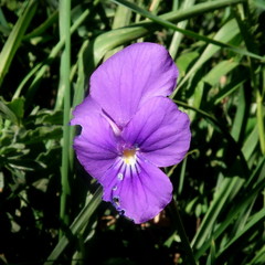 Viola bubanii