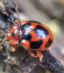 Stenotarsus pardalis