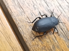 Blaps lethifera