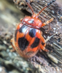 Stenotarsus pardalis