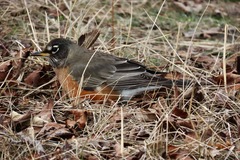 Turdus migratorius