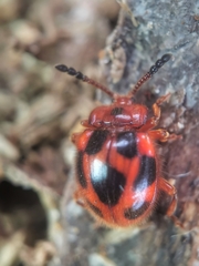 Stenotarsus pardalis