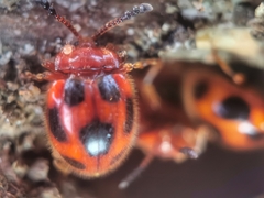 Stenotarsus pardalis