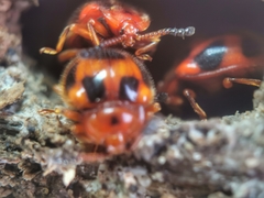 Stenotarsus pardalis