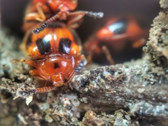 Stenotarsus pardalis