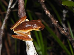 Boana multifasciata