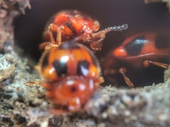 Stenotarsus pardalis
