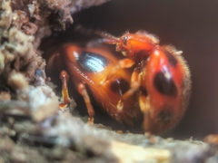 Stenotarsus pardalis