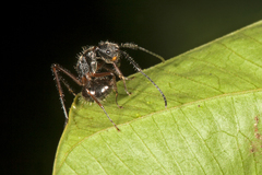 Dendromyrmex