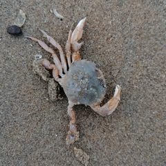 Liocarcinus holsatus