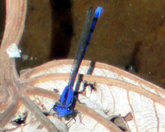 Argia extranea