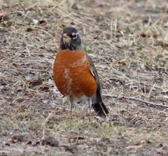 Turdus migratorius