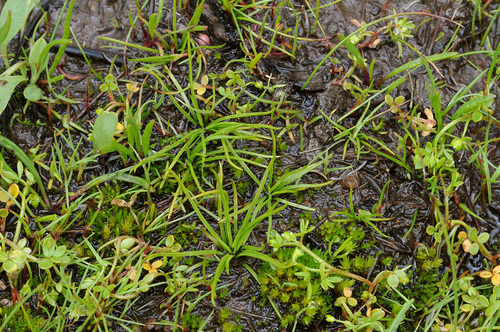 Image of Isoetes minima by (c) Timothy McNitt, some rights reserved (CC BY)
