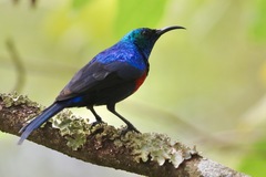 Cinnyris erythrocercus