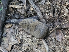 Microtus californicus