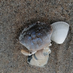 Liocarcinus vernalis