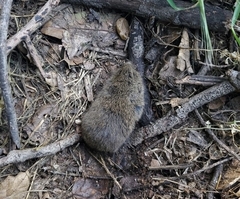 Microtus californicus