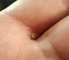 Hippodamia variegata