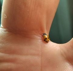 Hippodamia variegata