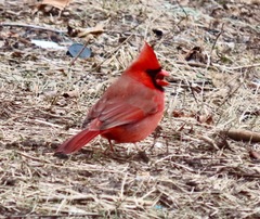 Cardinalis cardinalis