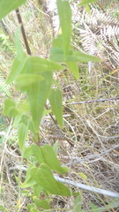 Dioscorea burchellii