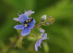 Cauchas fibulella