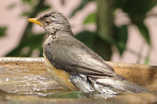 African Thrush