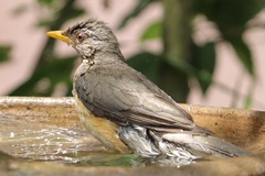 African Thrush photo 5