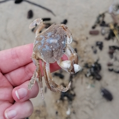 Liocarcinus vernalis