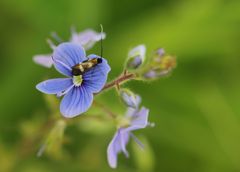 Cauchas fibulella