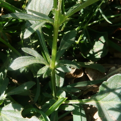 Viola bubanii