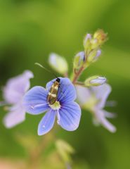 Cauchas fibulella
