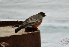 Turdus migratorius