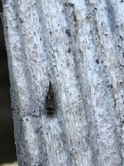 Myopsocidae