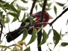 Lybius bidentatus