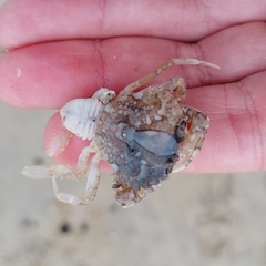 Liocarcinus vernalis