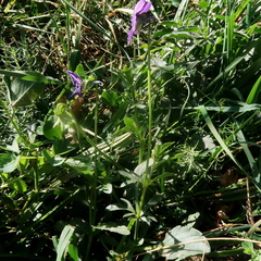 Viola bubanii