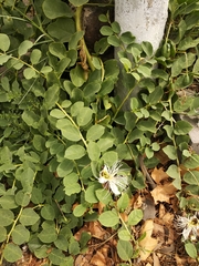 Capparis spinosa